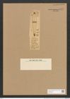 Sceptroneis intermedia Cleve (de-Toni-Nr.: Genus 63, Species 2566) Zeichnungen Sammlung Grunow Nr. 5127 (NHMW-BOT-W0373433)